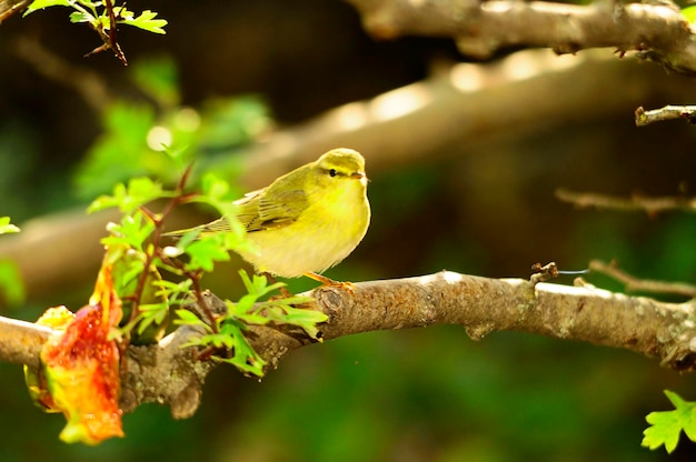 Uccelli selvatici nel loro ambiente naturale Uccelli in libertà