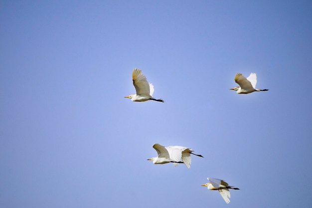 Uccelli selvatici nel mezzo del loro mondo naturale e in libertà.