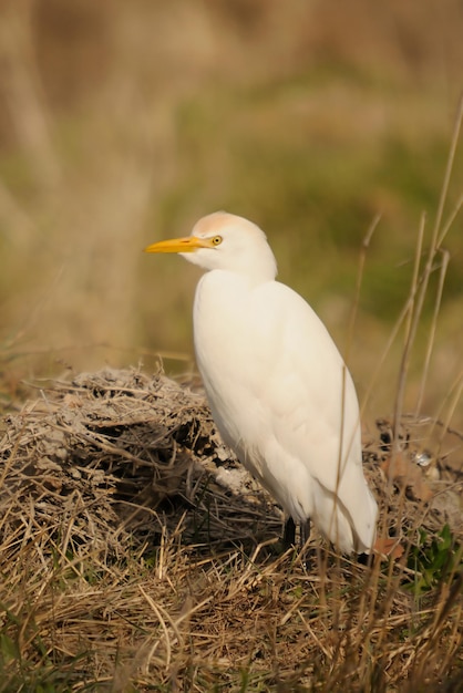 Uccelli selvatici nel mezzo del loro mondo naturale e in libertà.