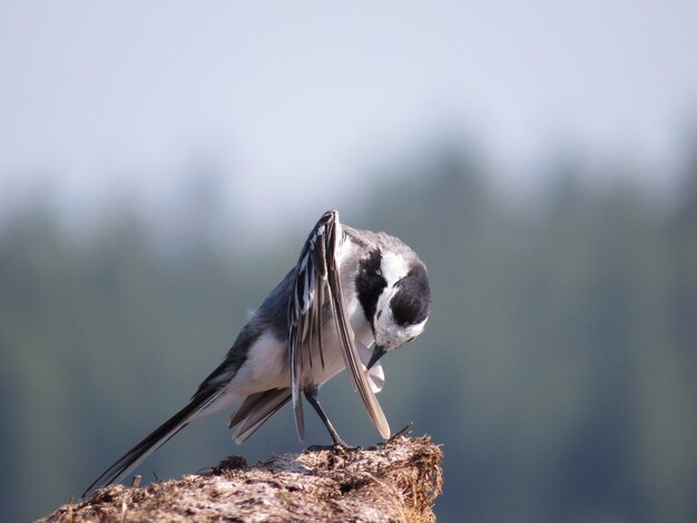 Uccelli su una natura incredibilmente bella