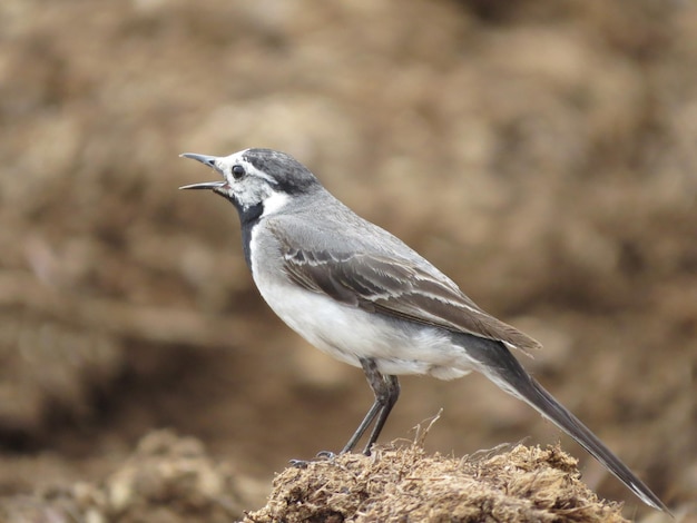 Uccelli su una natura incredibilmente bella