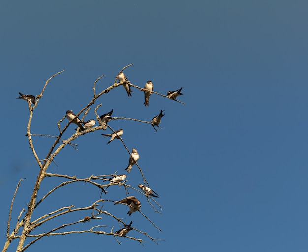 uccelli sui rami degli alberi durante il giorno