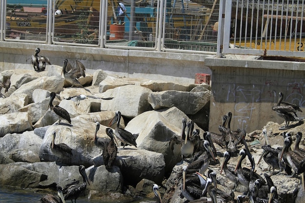 Uccelli sul porto di Coquimbo Cile