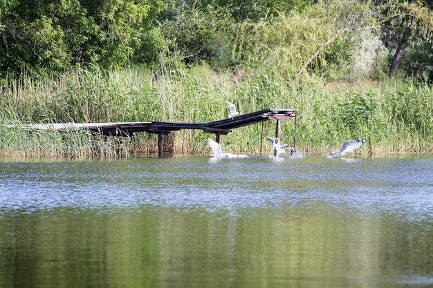 Uccelli sull&#39;acqua