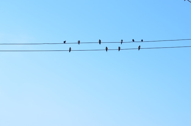 uccelli sulla linea elettrica con sfondo blu del cielo