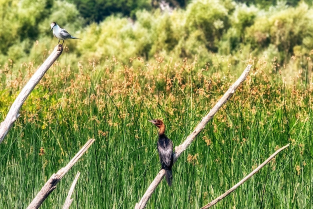 Uccelli sulla riva del lago di Scutari in Montenegro