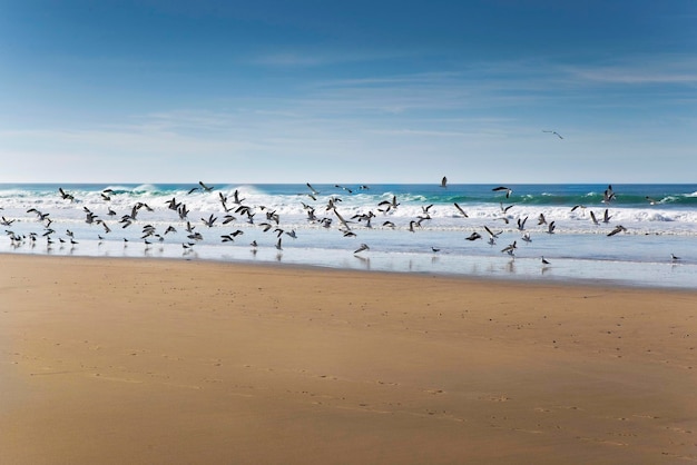 Uccelli sulla spiaggia