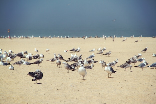 Uccelli sulla spiaggia