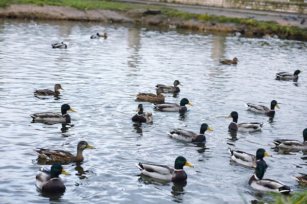 Uccelli sullo stagno. Uno stormo di anatre e piccioni vicino all'acqua. Uccelli migratori dal lago.