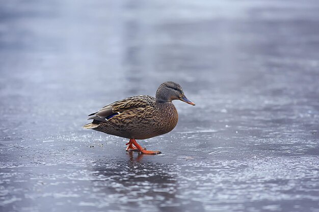 uccelli svernanti / stormo di uccelli, lago d'inverno, uccelli selvatici sul lago d'inverno, anatre migratorie stagionali