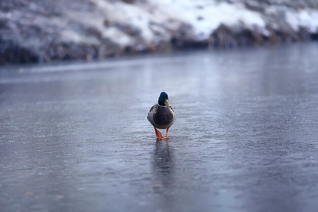 uccelli svernanti / stormo di uccelli, lago d'inverno, uccelli selvatici sul lago d'inverno, anatre stagionali e migratorie