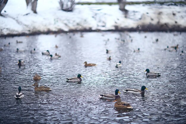 uccelli svernanti / stormo di uccelli, lago d'inverno, uccelli selvatici sul lago d'inverno, anatre stagionali e migratorie