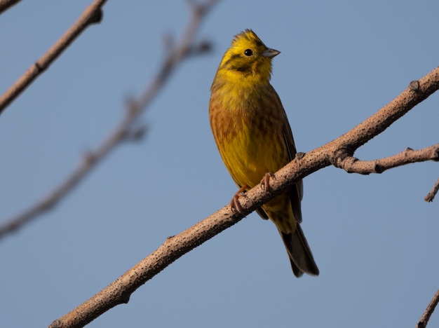 Uccelli vicino a farina d'avena gialla di Mosca su un ramo di un albero