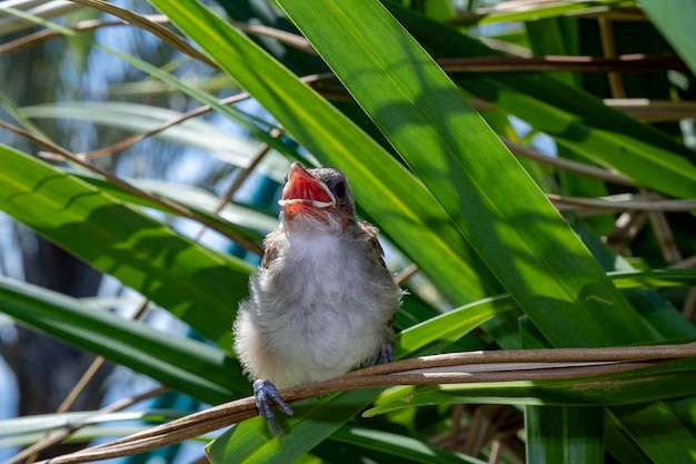 Uccellini - Pulcini Bulbul con sfiato giallo