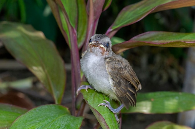 Uccellini - Pulcini Bulbul con sfiato giallo