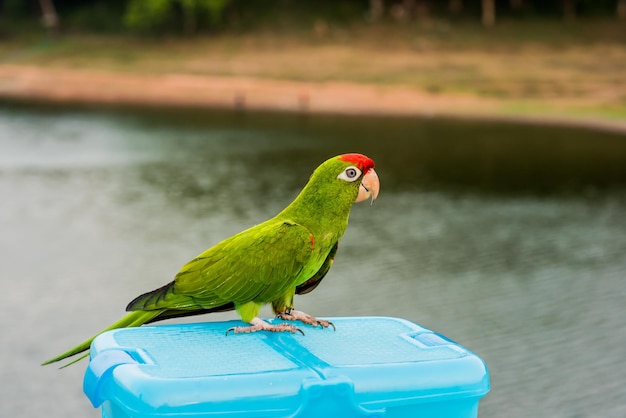 uccellino al parco naturale