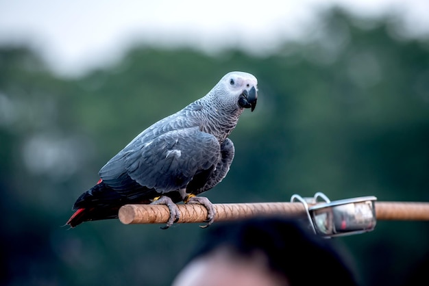 uccellino nel parco naturale