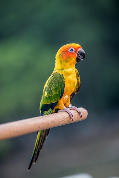 uccellino nel parco naturale