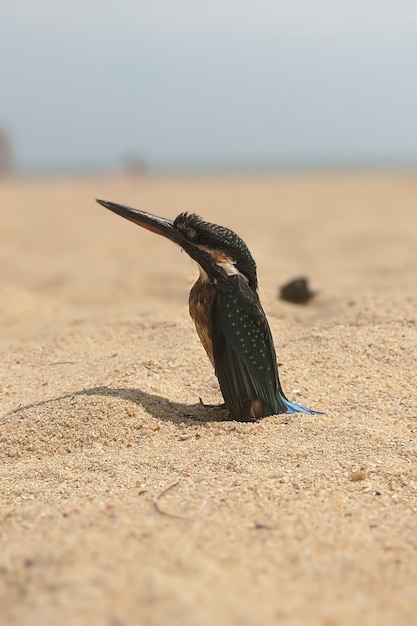 Uccellino nero su una spiaggia in Vietnam.