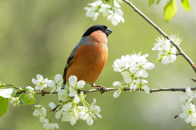 Uccellino seduto sul ramo di un albero in fiore Il ciuffolotto comune o il ciuffolotto eurasiatico