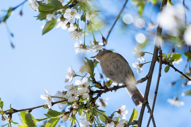 Uccellino Siluetta avviata su un ramo fiorito di ciliegio contro il cielo blu