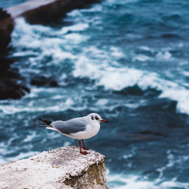 Uccellino vicino al mare