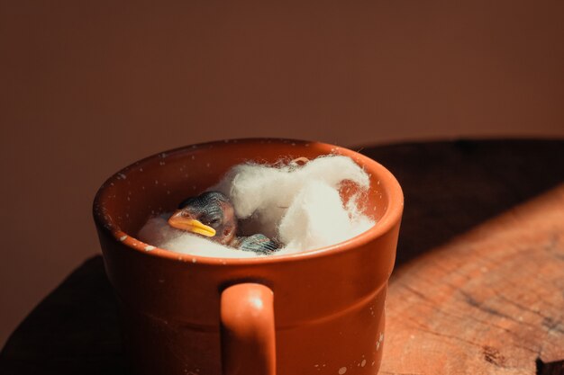 Uccellino vivo dentro una tazza