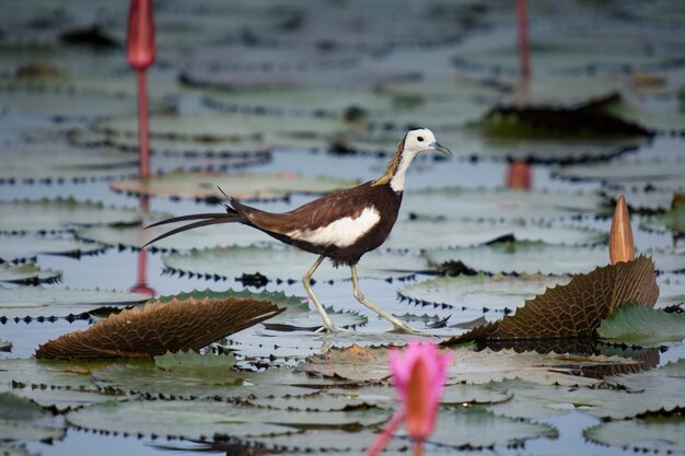 Uccello acquatico che cammina sulla zona umida. Jacana dalla coda di fagiano che cammina sullo stagno del loto