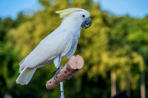 uccello al parco naturale la sera