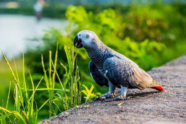 uccello al parco naturale la sera