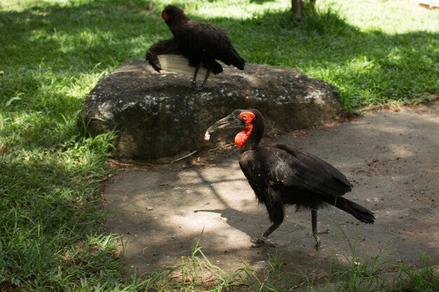 Uccello allo zoo.