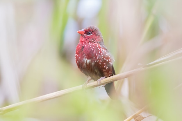 Uccello avadavat rosso in natura