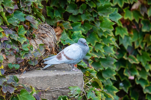 Uccello azzurro in giardino