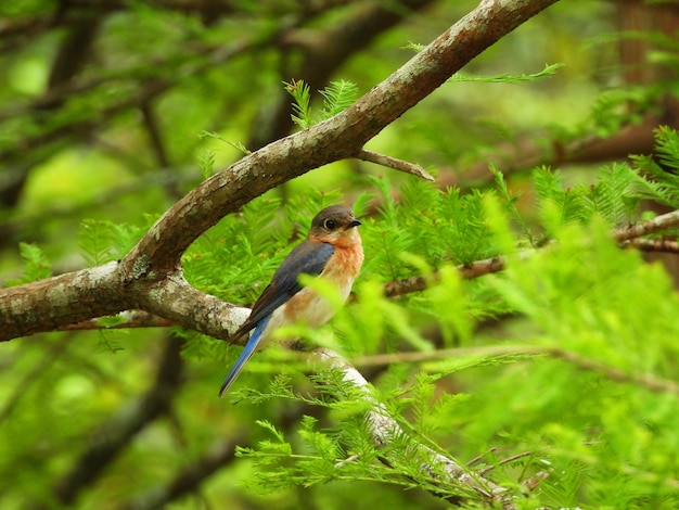 uccello azzurro