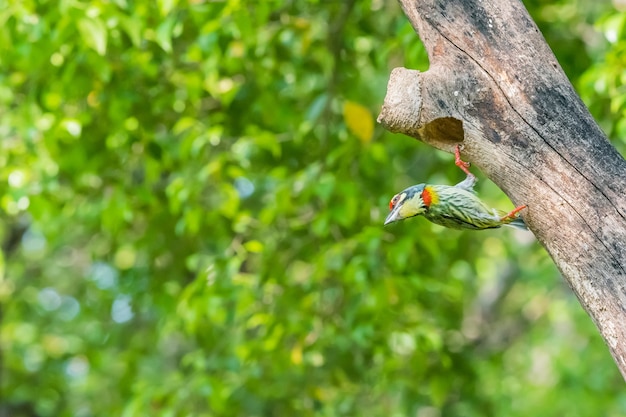 Uccello (Barbet di Coppersmith) al tronco di albero vuoto