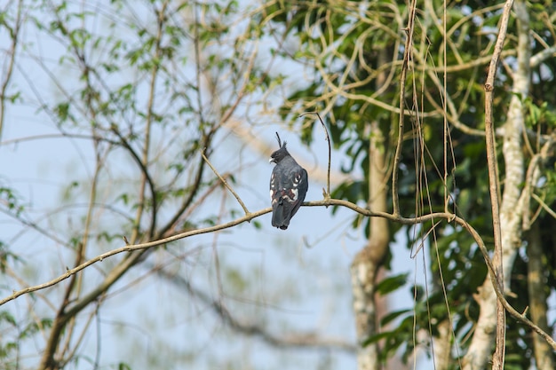 Uccello Black Baza