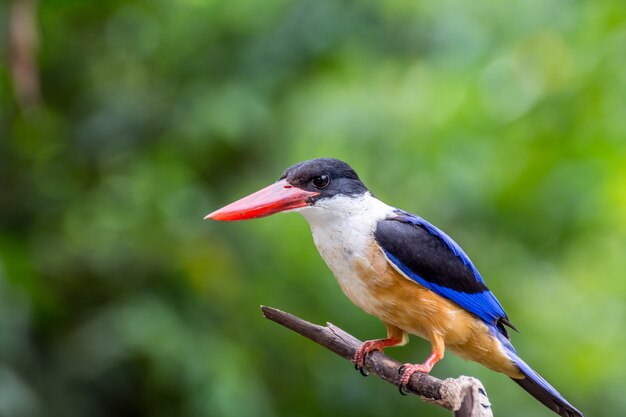 Uccello (Black-capped Kingfisher, Halcyon pileata) ali blu-viola e posteriore, testa nera