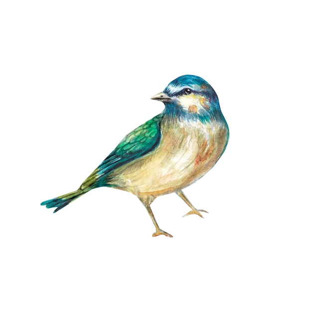 Uccello blu acquerello su sfondo bianco Dipinto ad acquerello a mano È adatto per il design