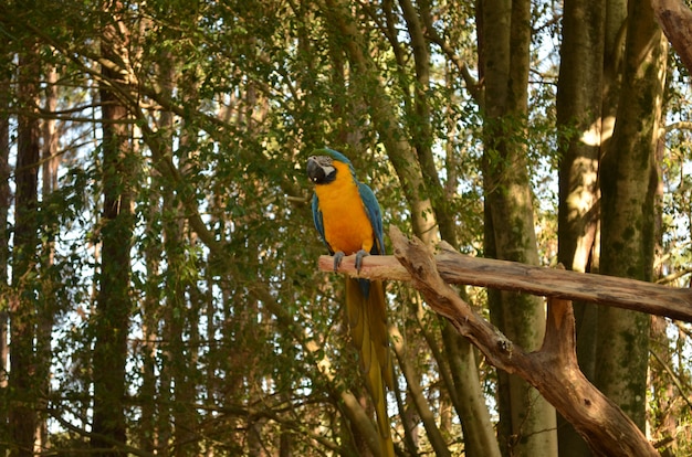 Uccello brasiliano tropicale (Arara)