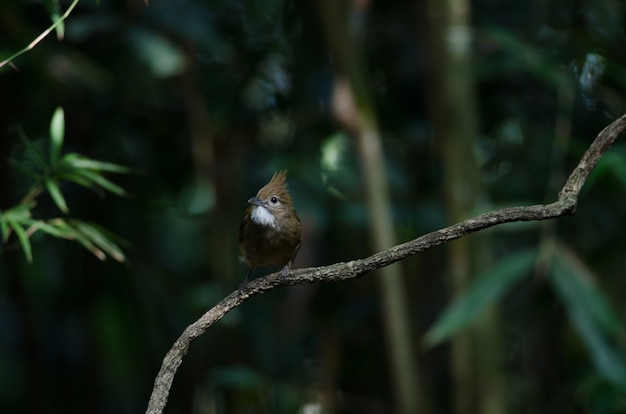 Uccello Bulbul ocraceo (Alophoixus ochraceus)