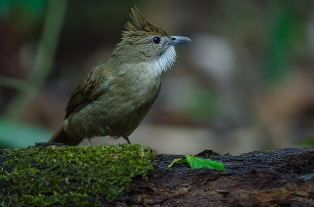 Uccello Bulbul ocraceo (Alophoixus ochraceus)