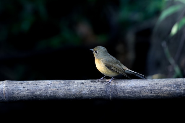 Uccello carino sul bambù e sfondo verde scuro.