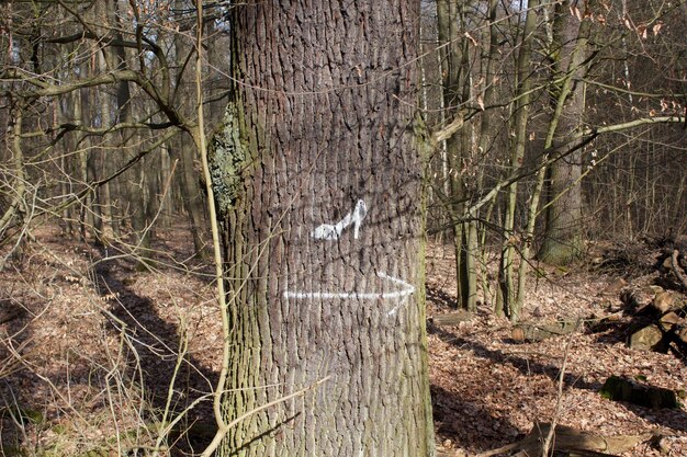 Uccello che si appollaia su un albero nudo nella foresta