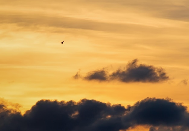 Uccello che vola in un tramonto nuvoloso