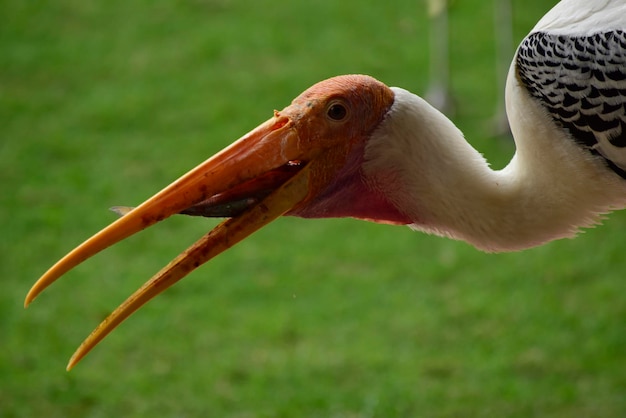 uccello che vola