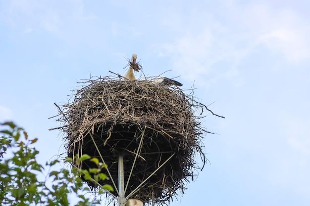 Uccello cicogna sul nido