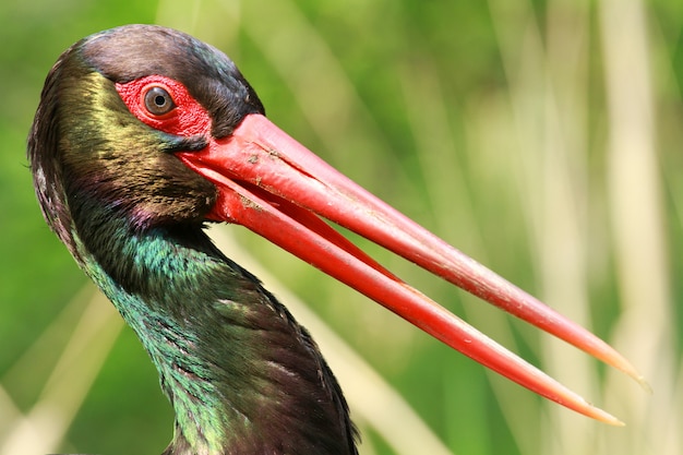 uccello con becco lungo