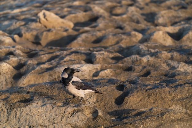 Uccello corvo sulle rocce