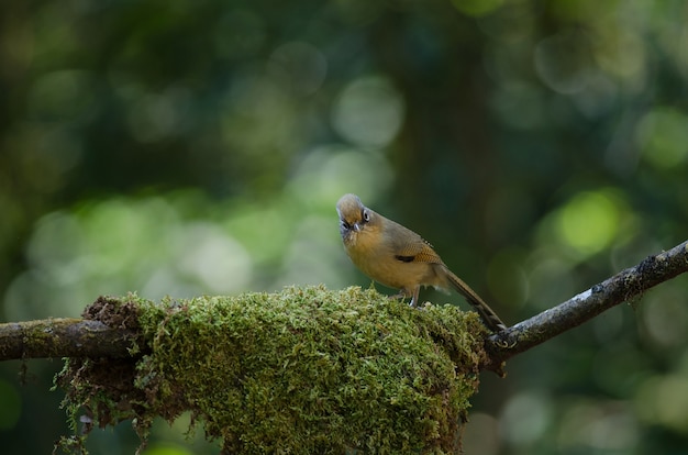 Uccello dagli occhiali Barwing (Actinodura ramsayi)