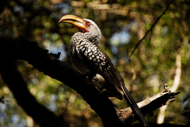 Uccello del bucero in Kruger, Sudafrica